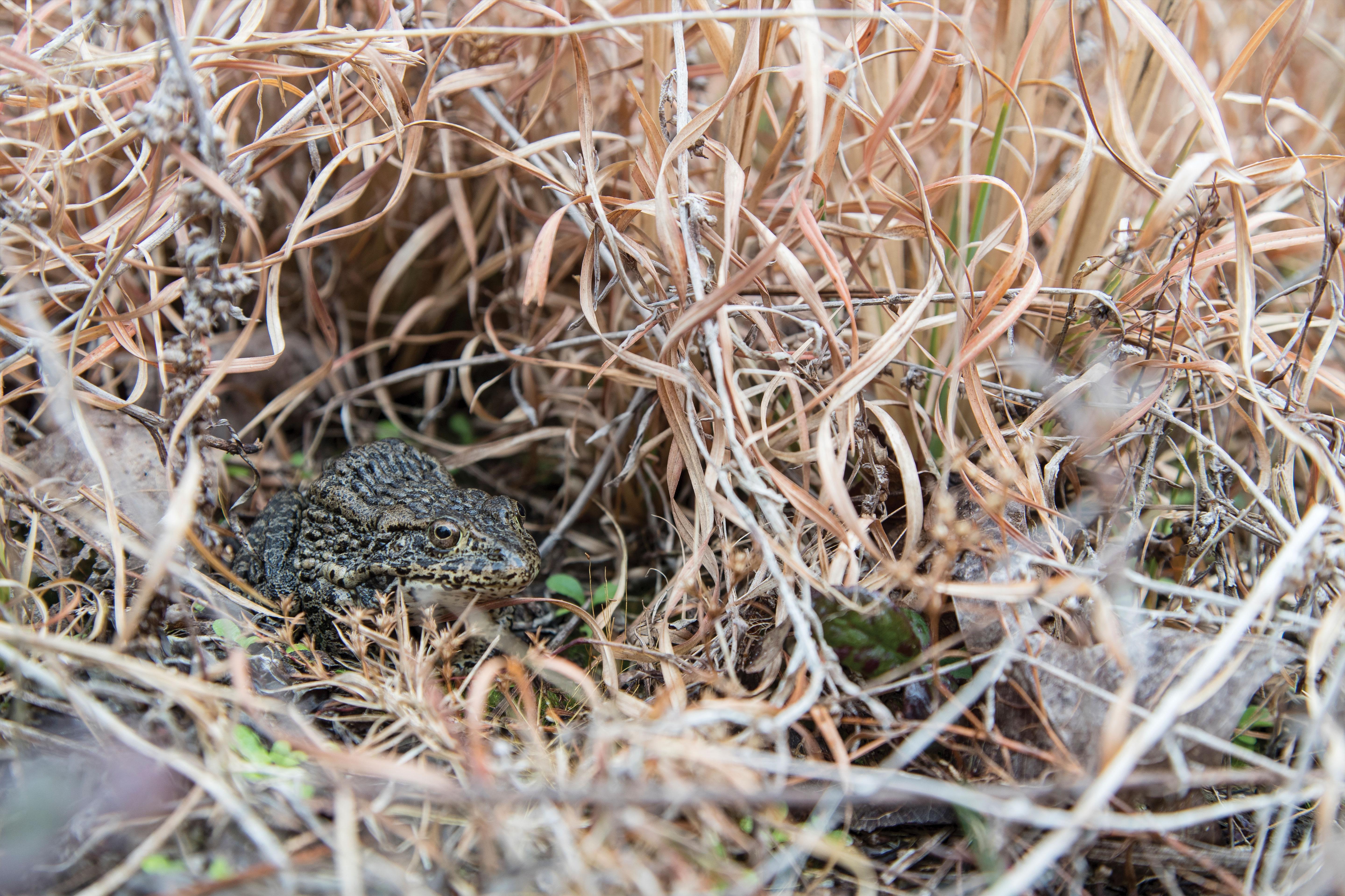 Gopher Frogs